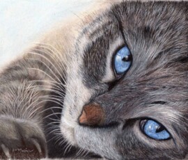 "Ole Blue Eyes", - Artist Susan Morris